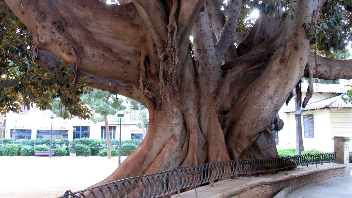 485 Year old magnolia tree in Parterre Garden
