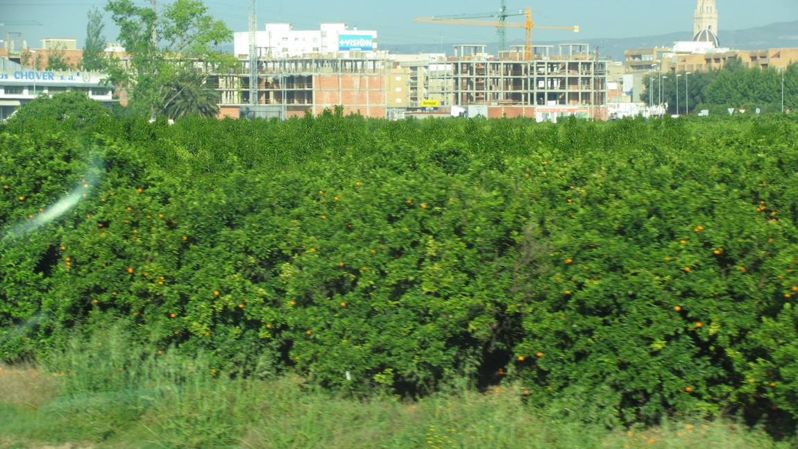 Valencia oranges