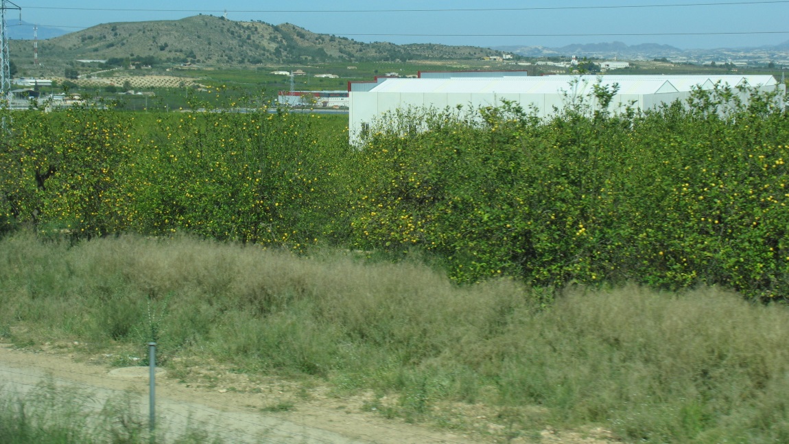 Valencia orange fields