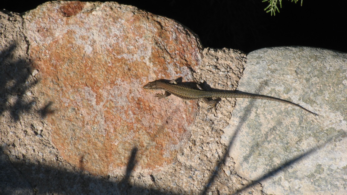 Lizard running around