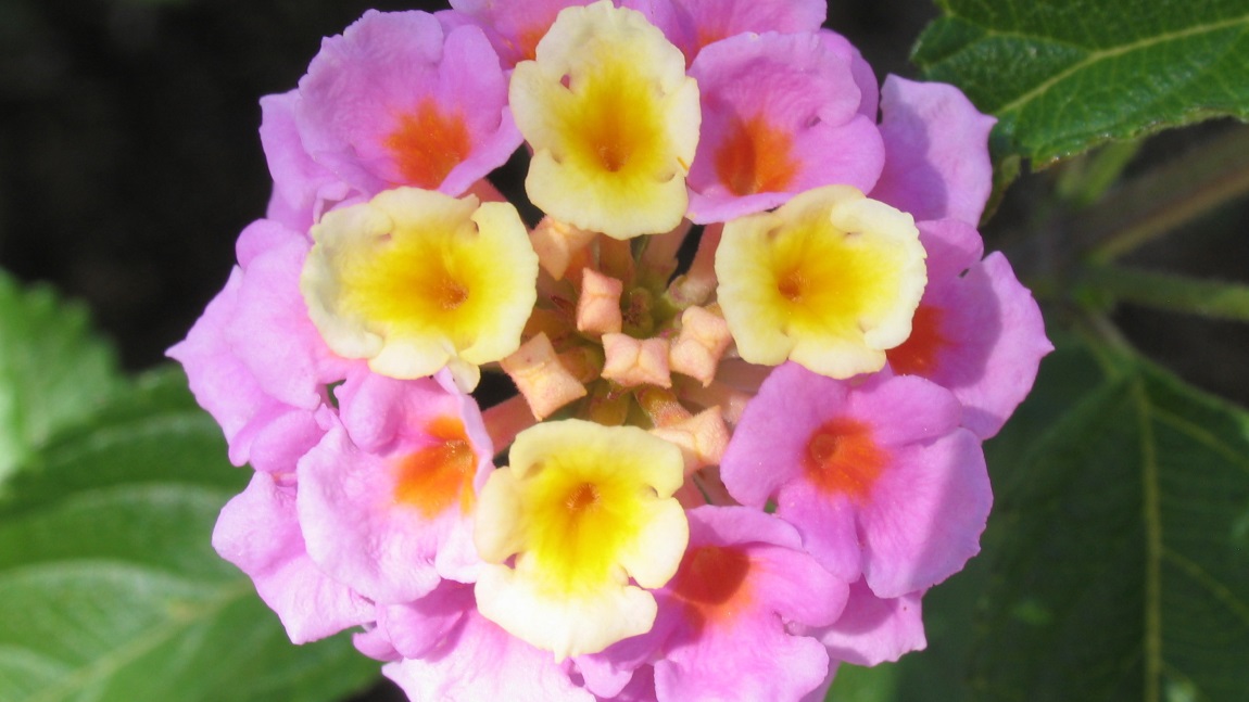 Flower picturing in Torremolinos
