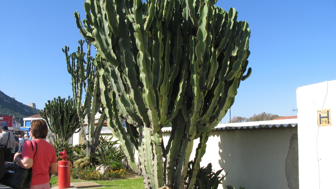 Cactus