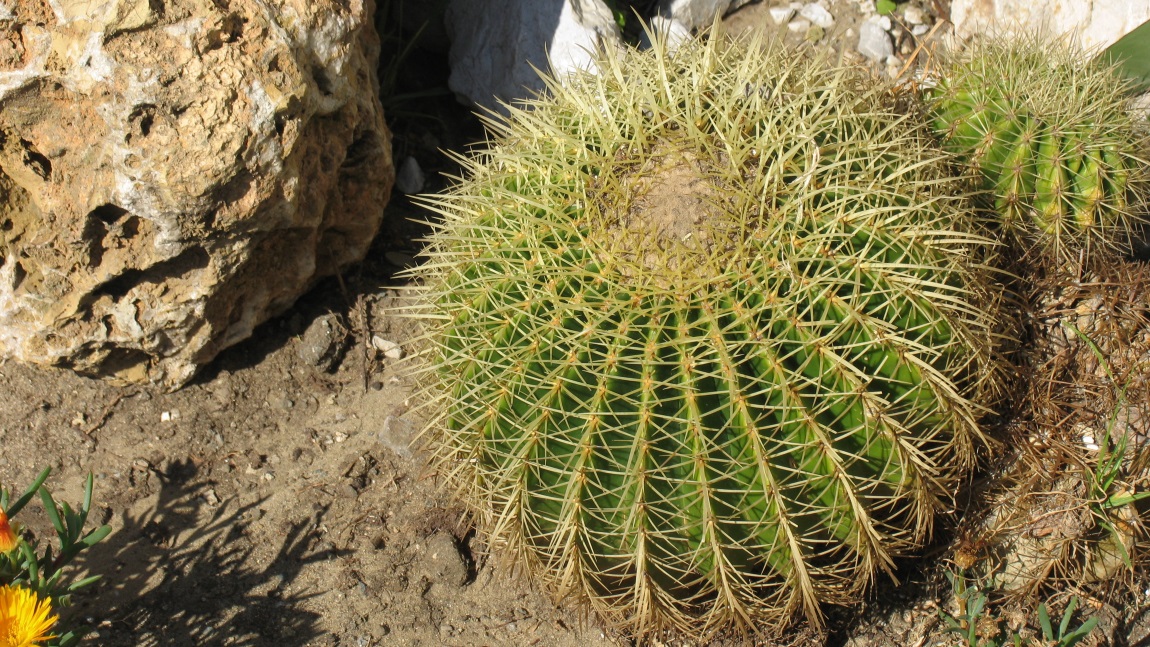 Cactus