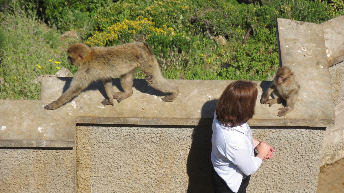 Barbary macaques