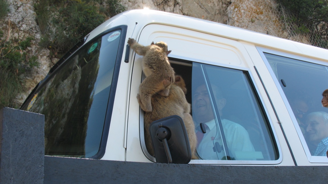 Barbary macaques