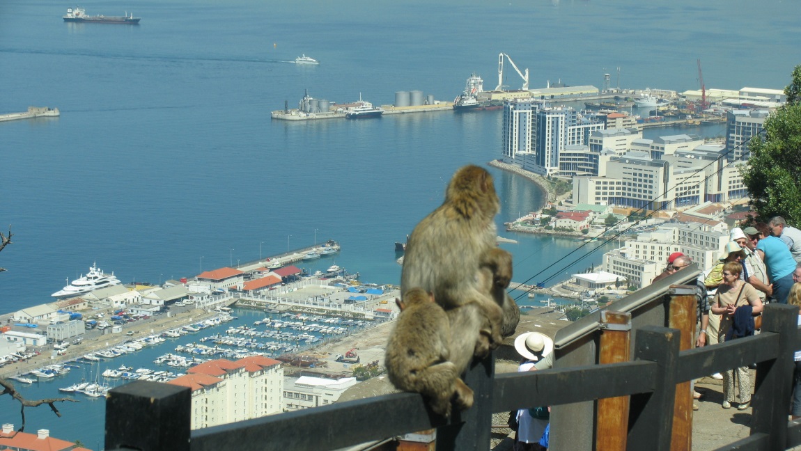 Barbary macaques