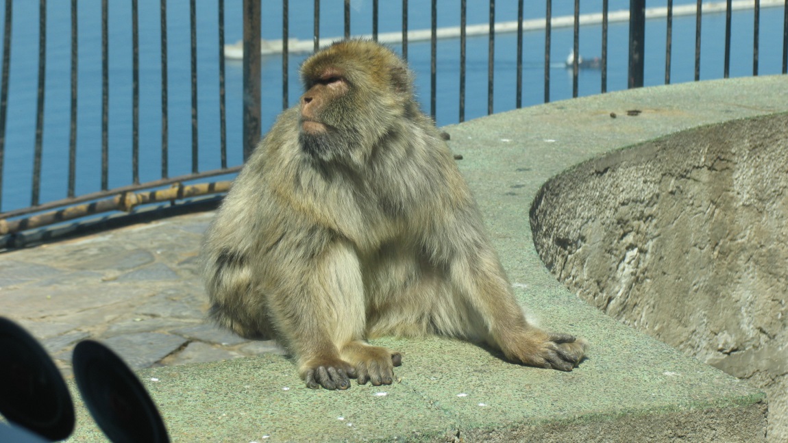 Barbary macaque