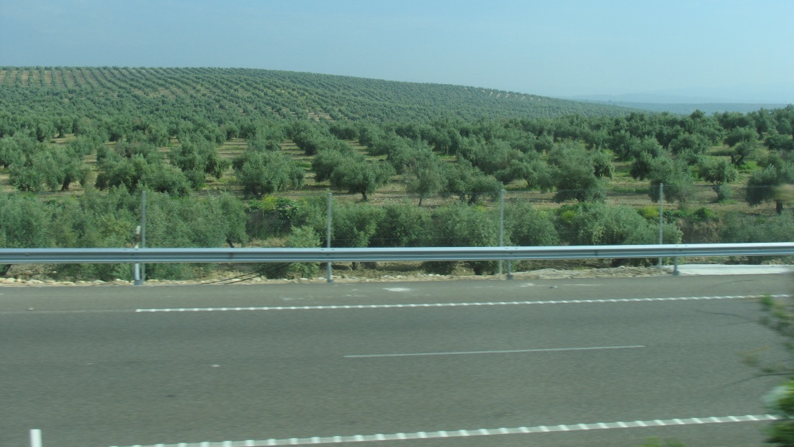 Lots of olive tree farms