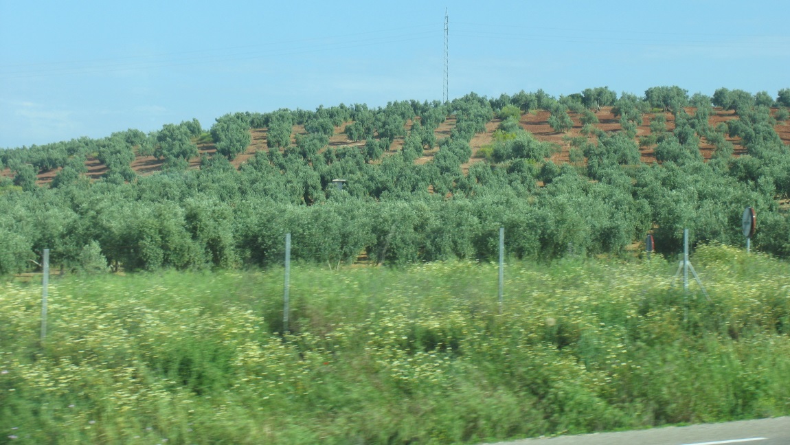 Lots of olive tree farms