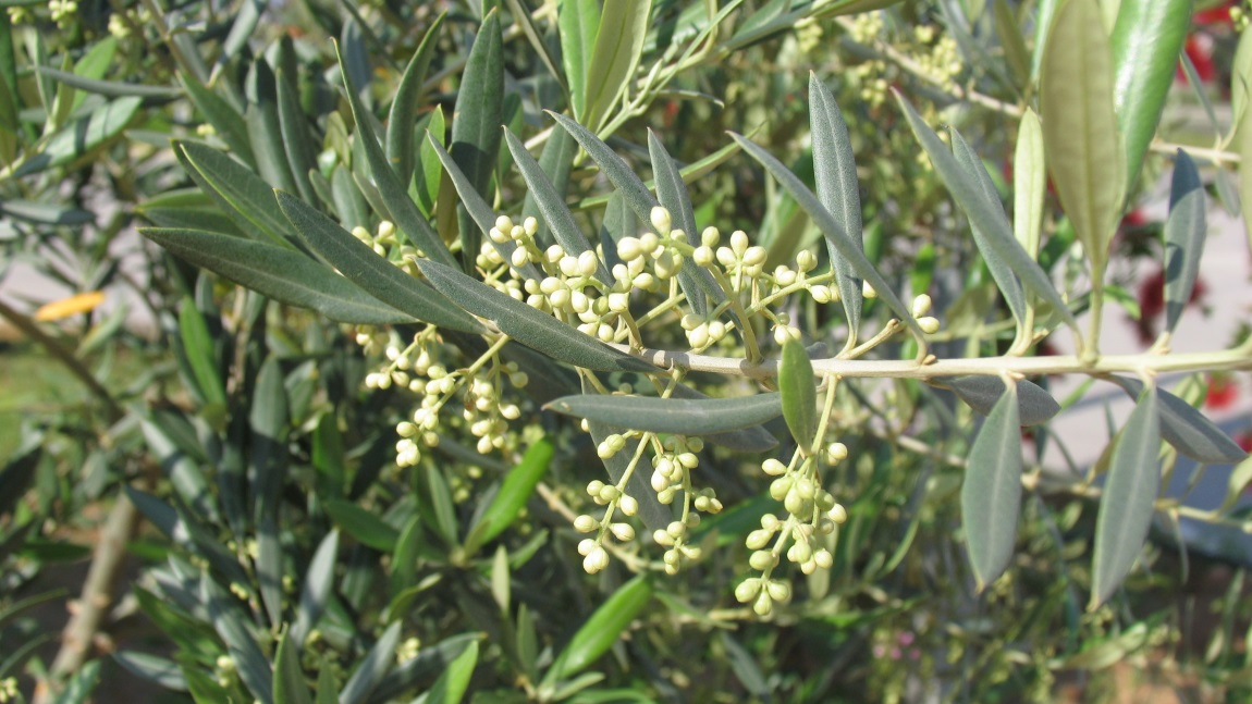 Baby olives