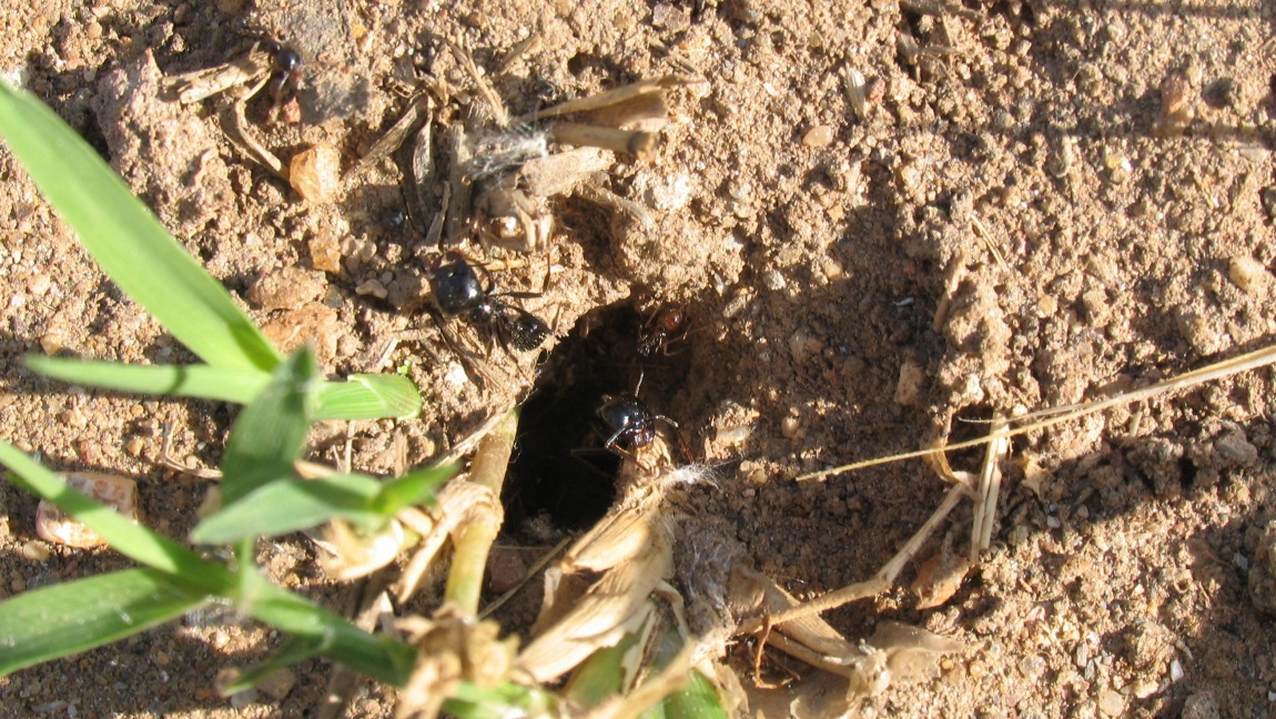 Some ants