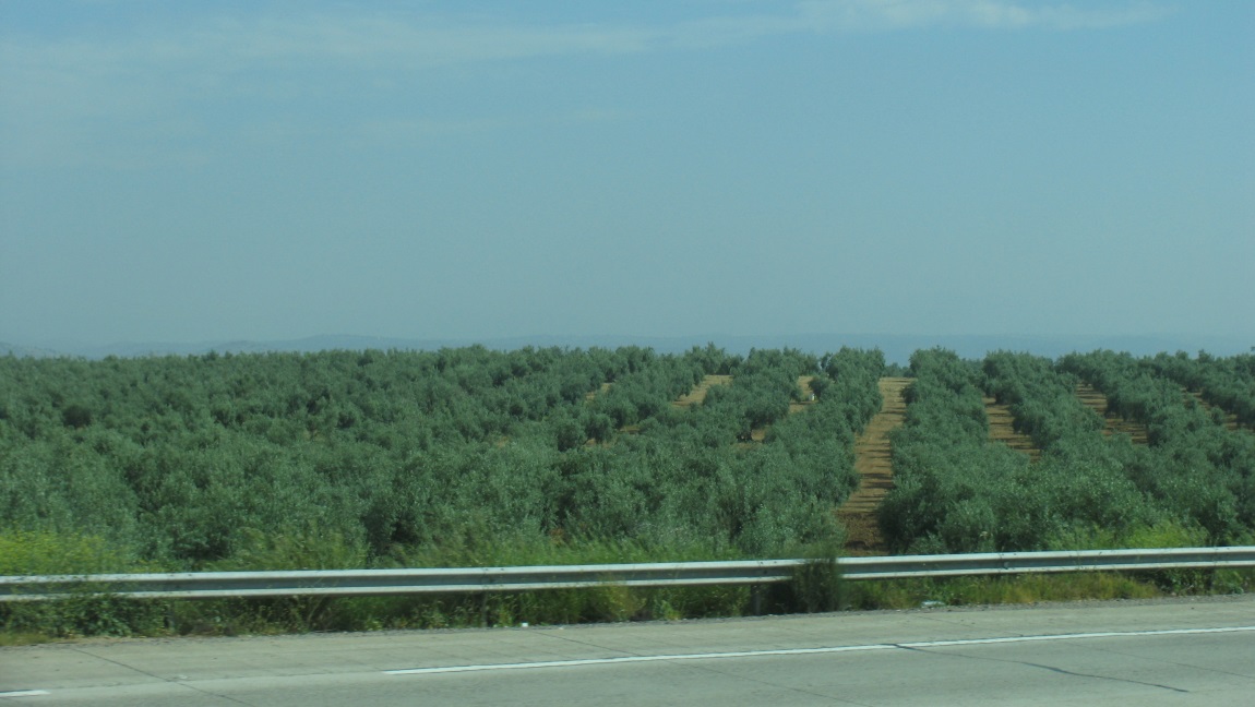 Lots of olive tree farms