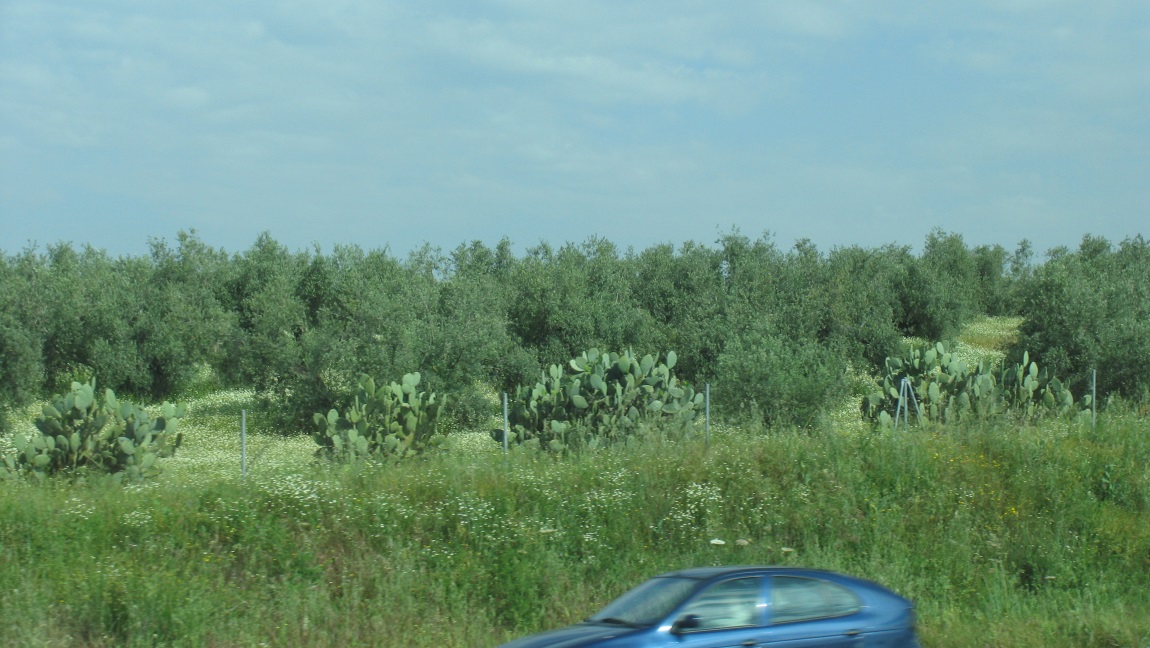 Impressive cactus plants