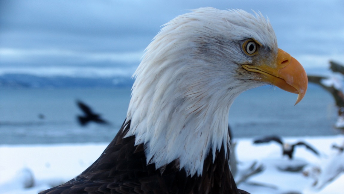 Bald Eagle close up