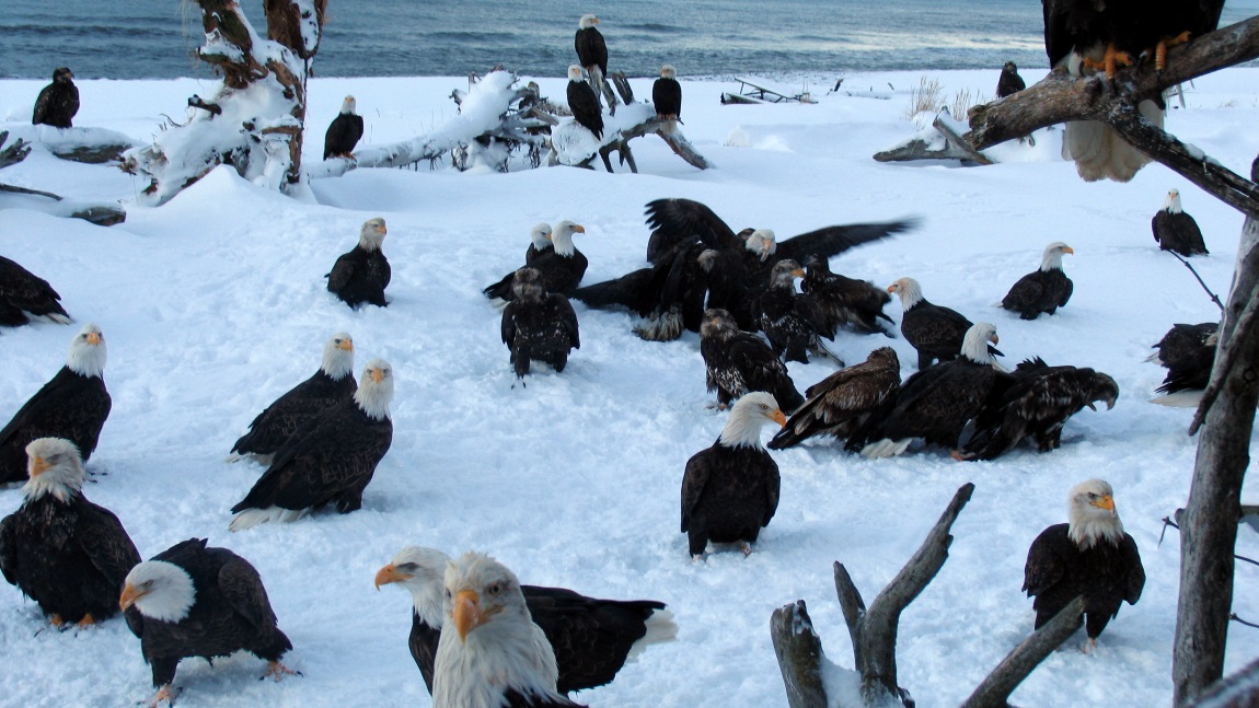 Eagle feeding at Jean's trailer