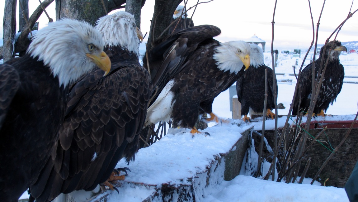 Eagles watching