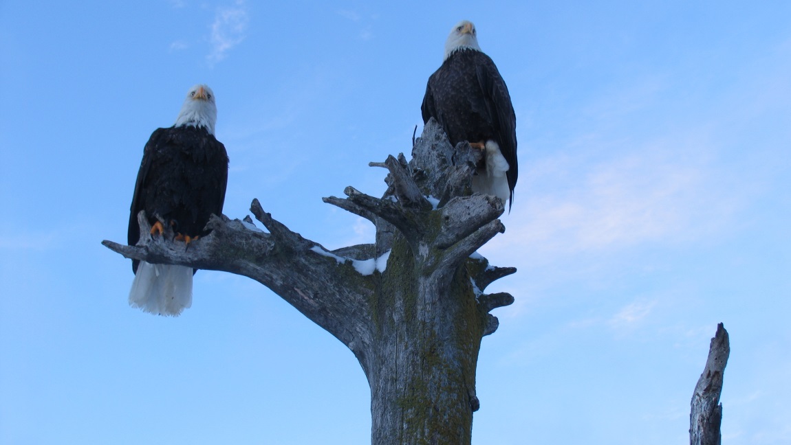 Standing on a nearby driftwood post