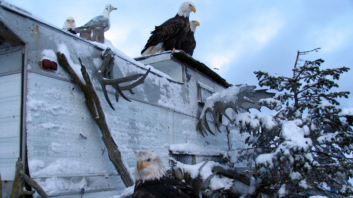 Bald Eagles plus one fake bird