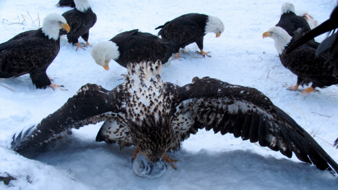 Bald Eagle that won't share