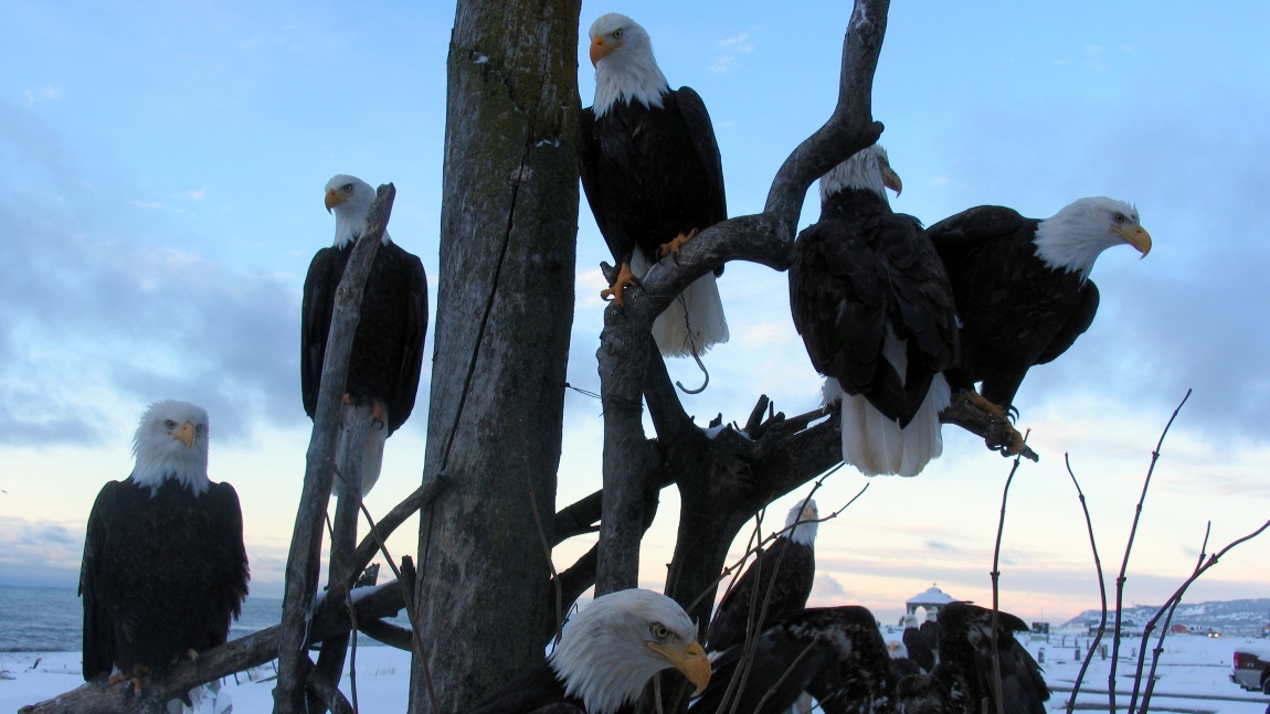 Eagles hanging around