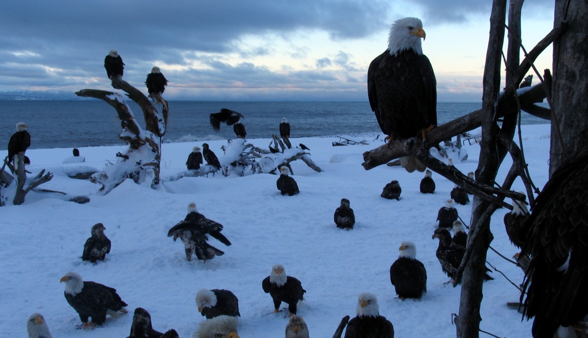 Eagles at the feeding area