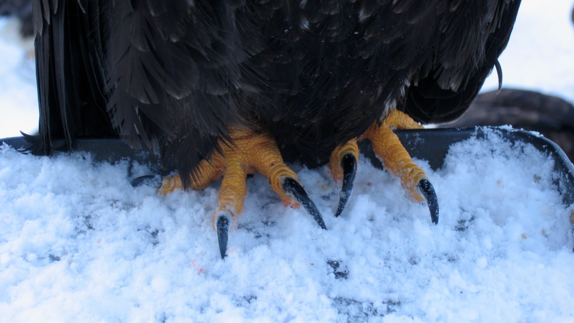 Another look at eagle claws