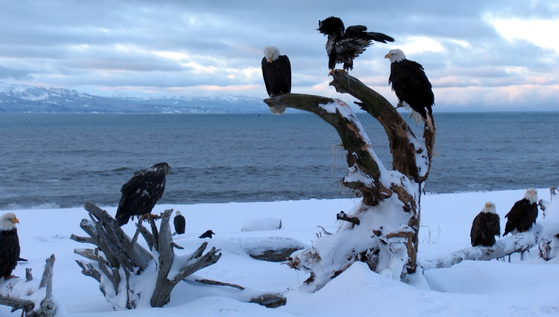 Bald Eagles on their perches
