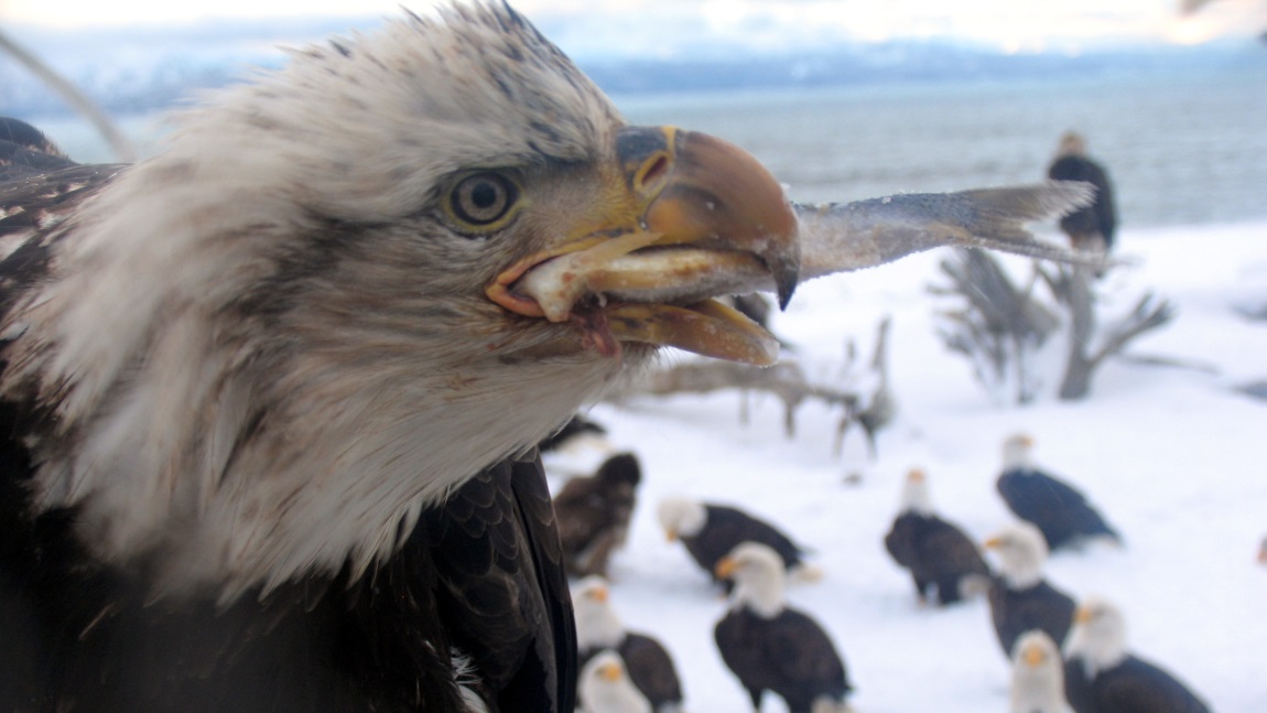 Eating a herring