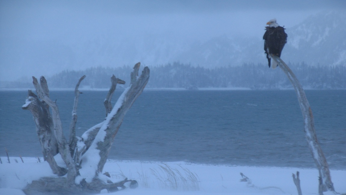 Bald Eagle in a wind storm