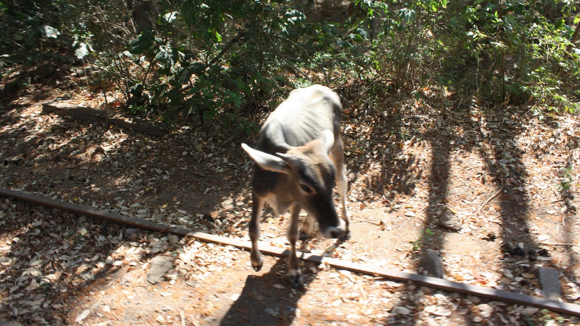 Calf near the train