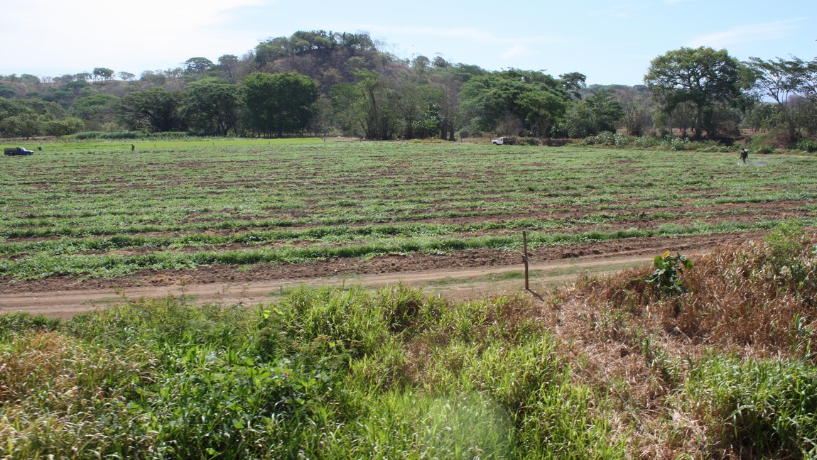 Large farming operation