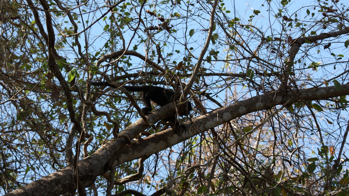 Howler monkey