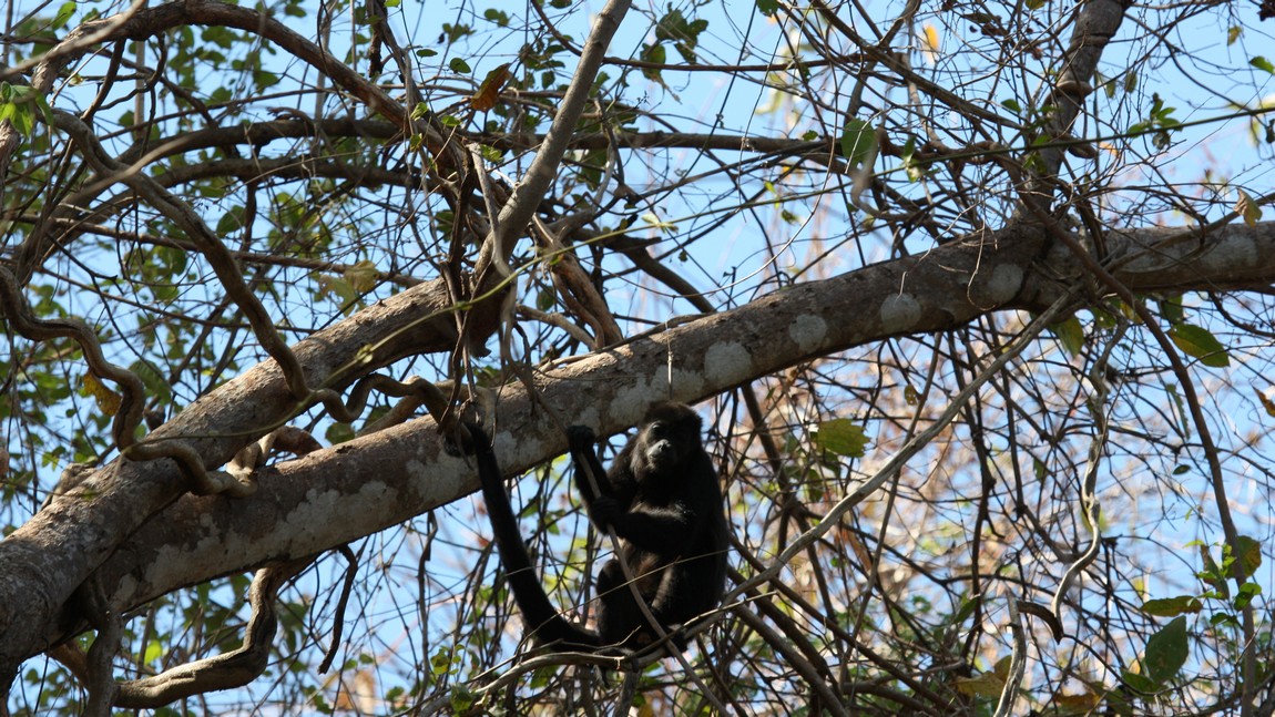 Howler monkey