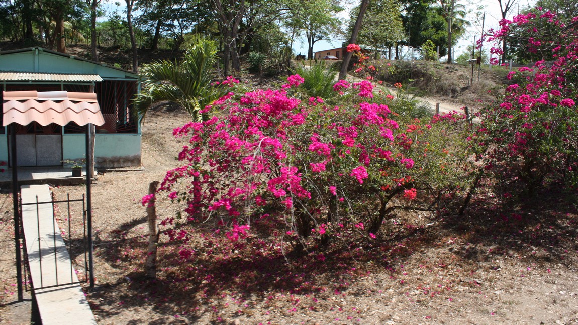 Colorful flowering bushes