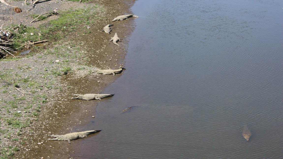 Lots of crocodiles