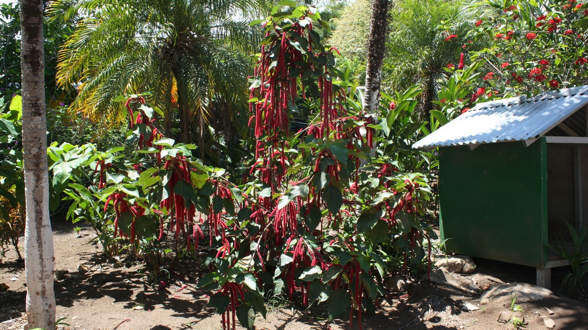 Flowering tree