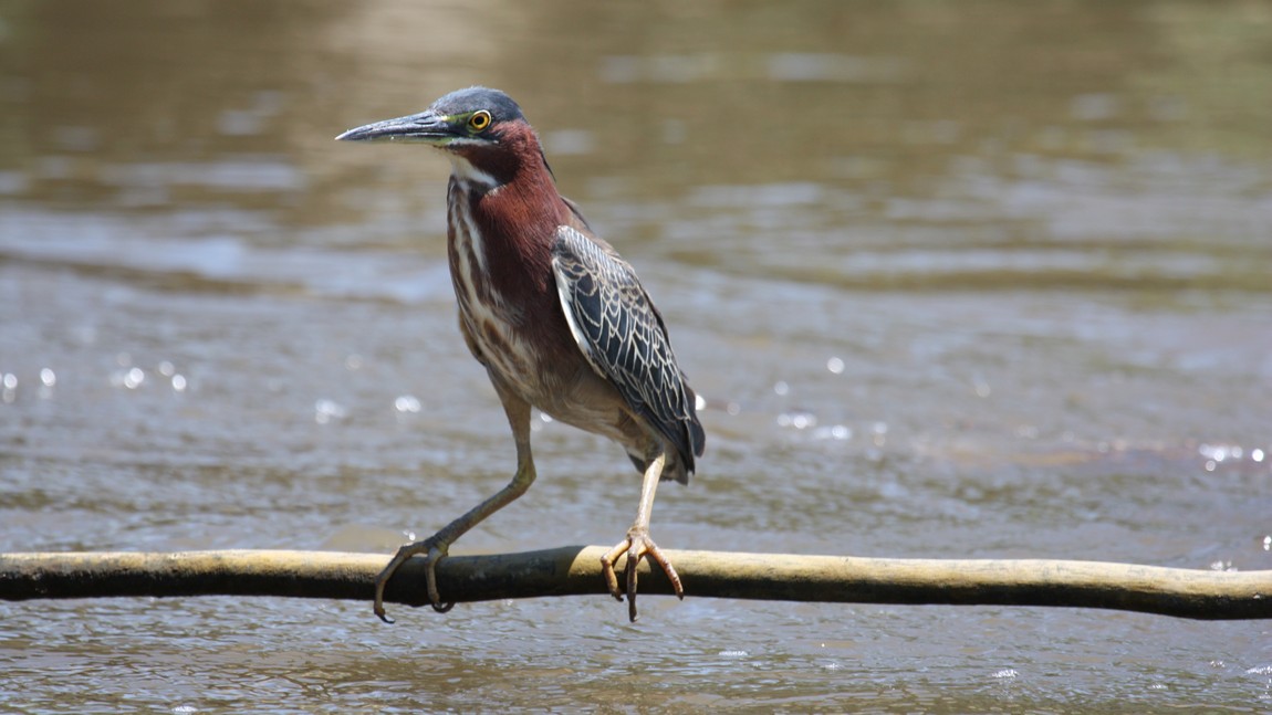 Bird waiting for a fish