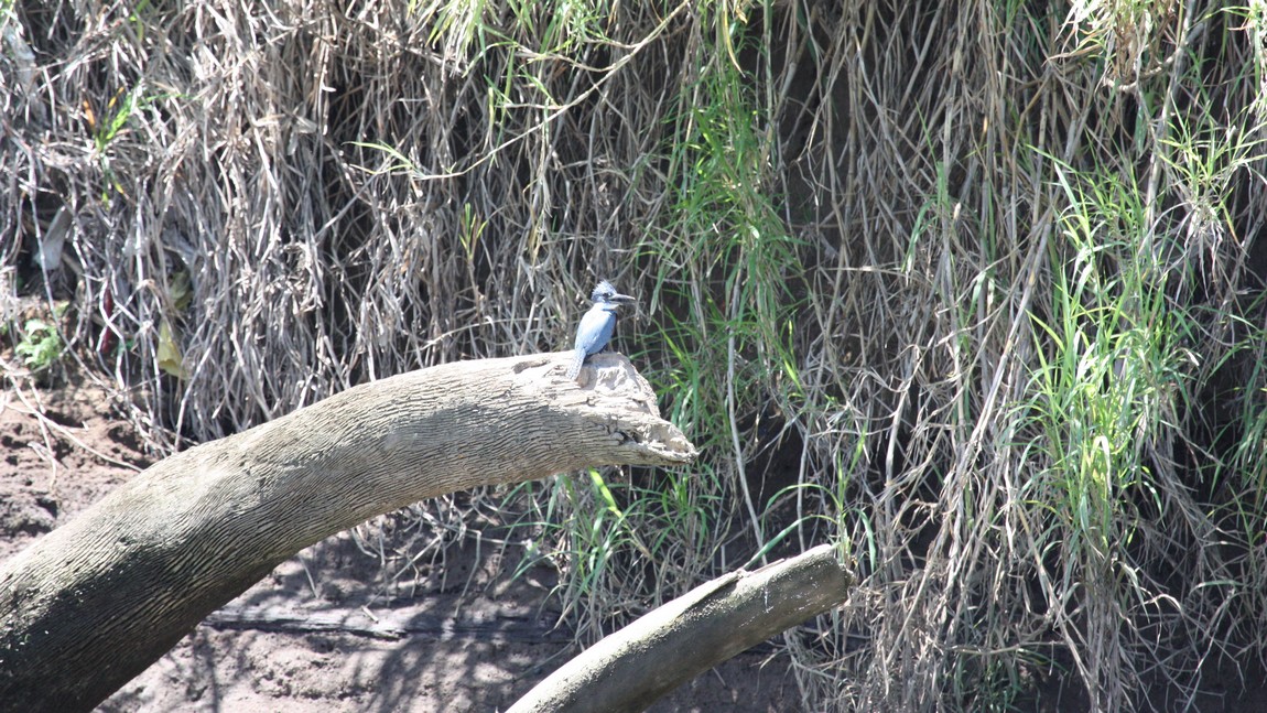 Blue bird