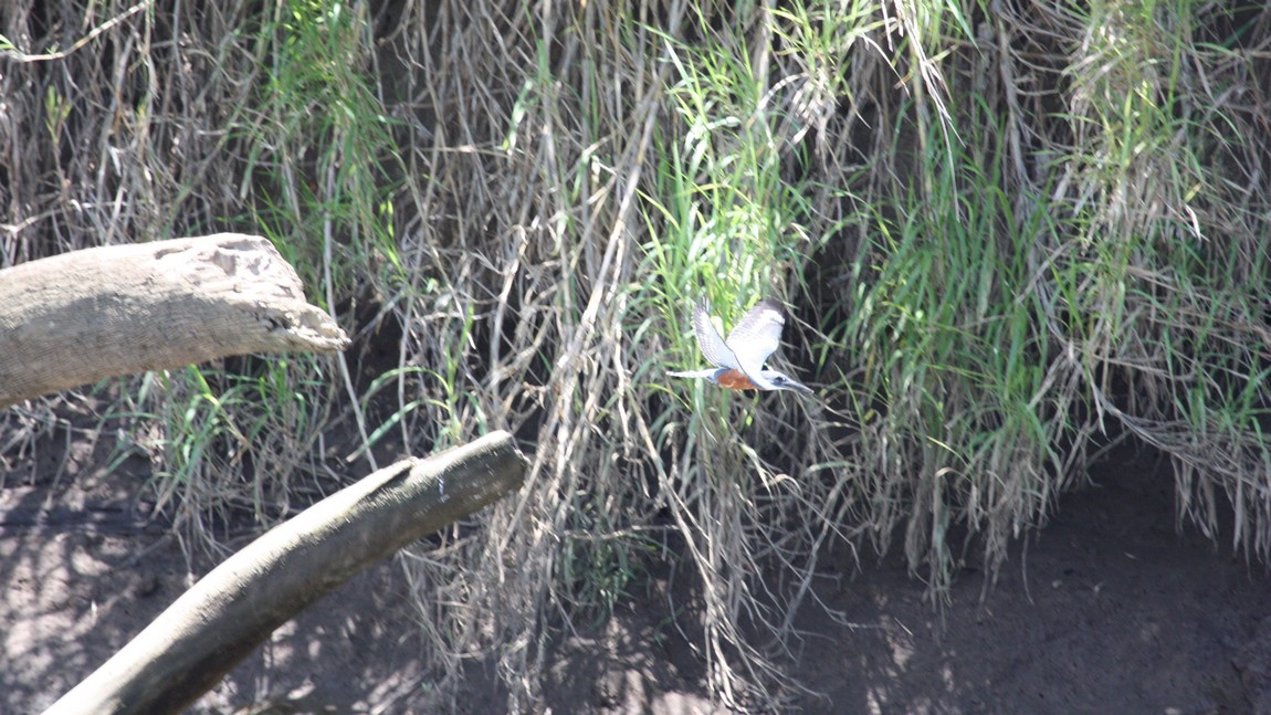 Bird in flight