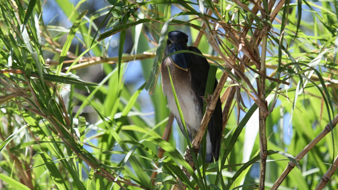 Boat Billed Heron