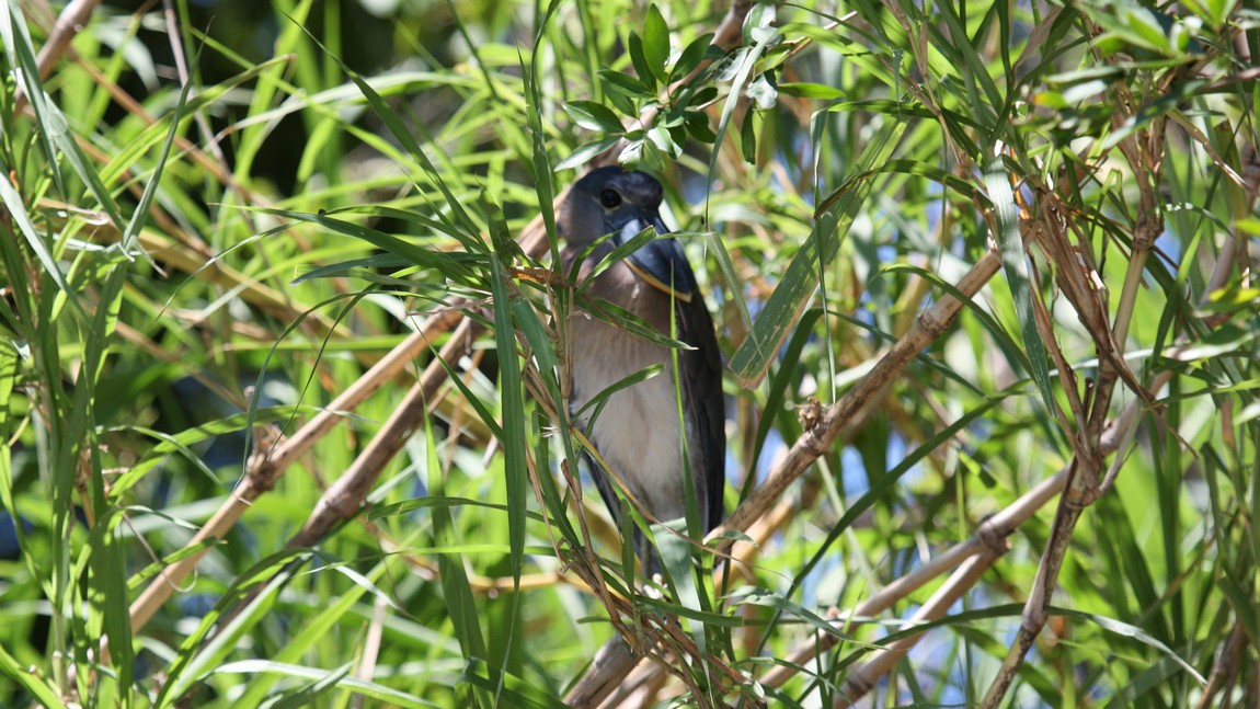 Boat Billed Heron