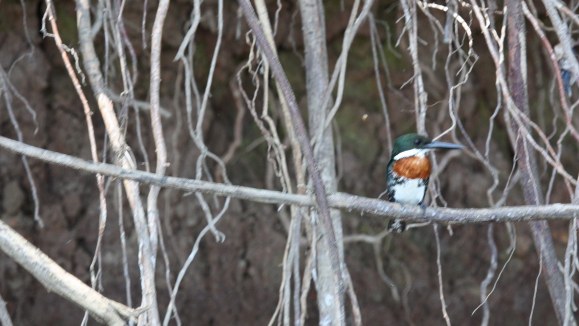 Colorful bird