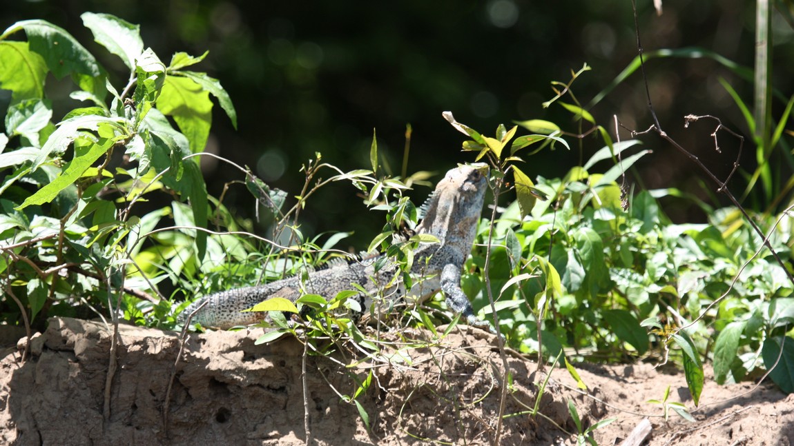 Lizard near the Tarcoles River
