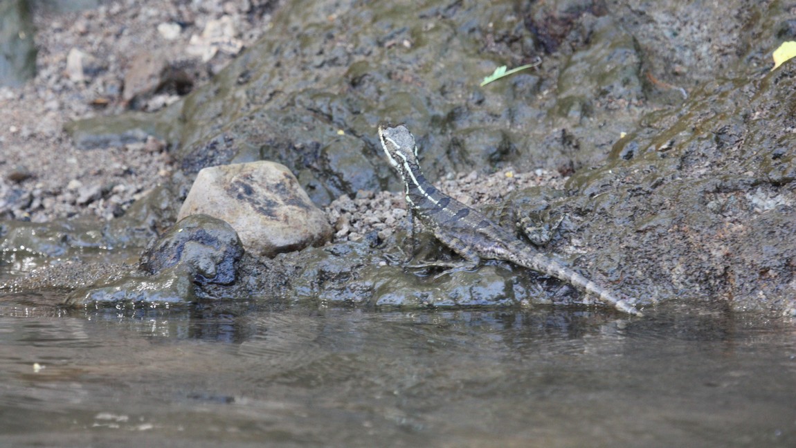 Lizard near the Tarcoles River