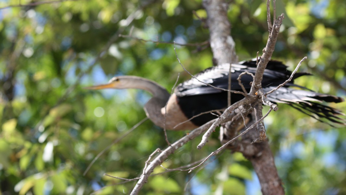 Egret on the Tarcoles River