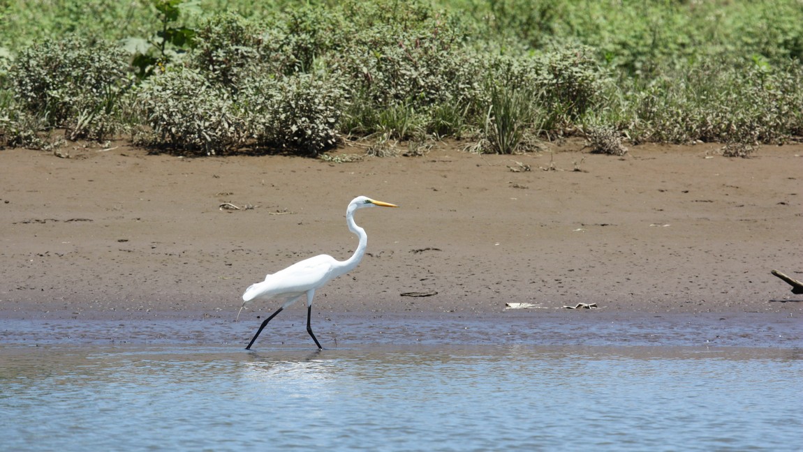 Egret on the Tarcoles River