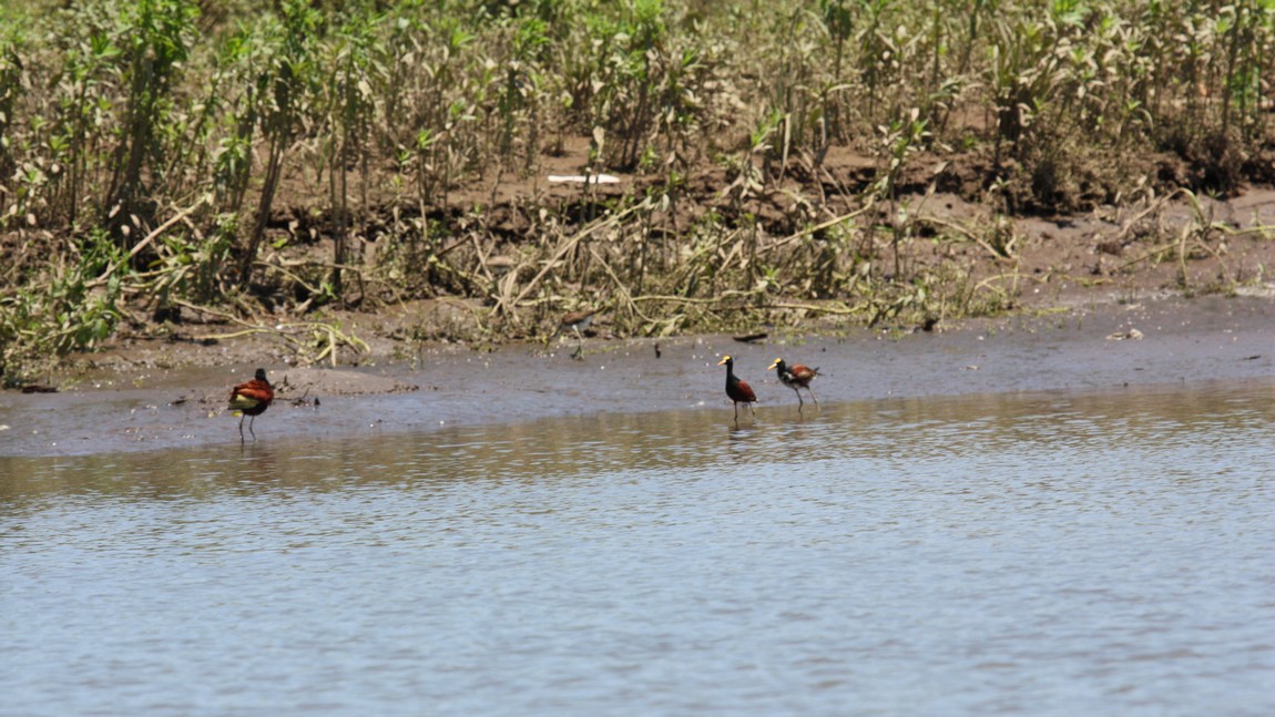 Assortment of birds