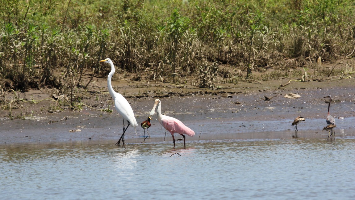 Egret and Spoonbill