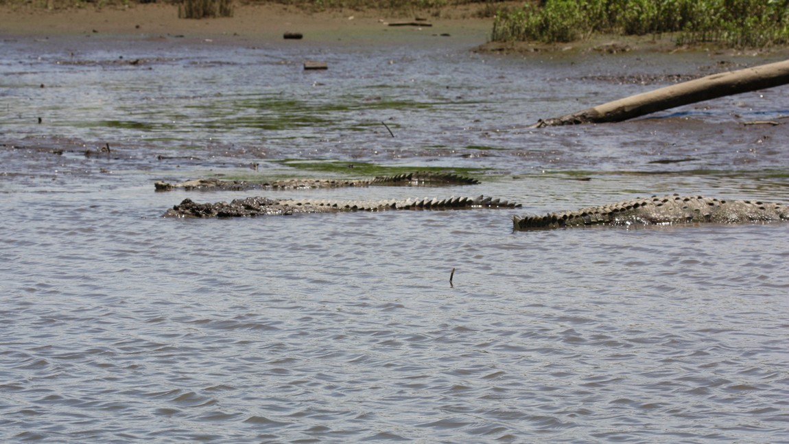 Crocodiles on the Tarcoles River