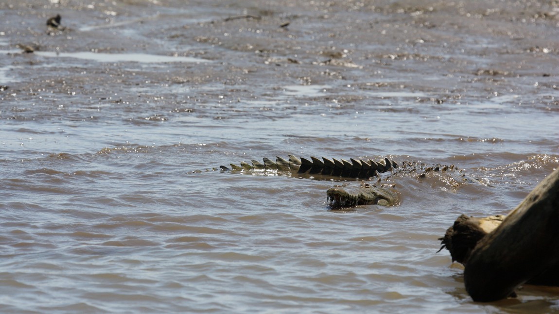 Crocodile on the Tarcoles River